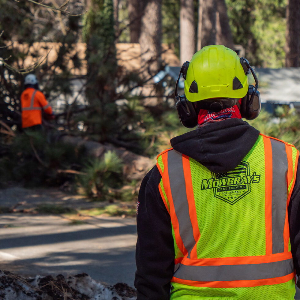 EMERGENCY TREE RESPONSE Mowbray's Tree Service